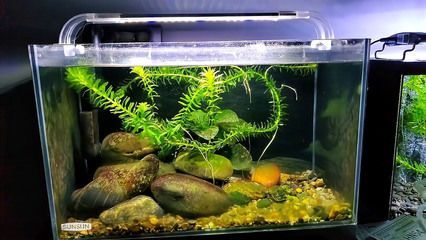 那種魚缸好養(yǎng)魚不容易死，如何正確設(shè)置魚缸過濾系統(tǒng)？