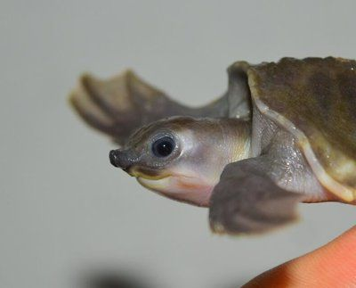 豬鼻龜身上有白色腐爛怎么辦:豬鼻龜背甲白色腐爛怎么辦