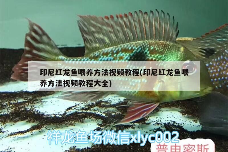印尼紅龍魚喂養方法視頻教程(印尼紅龍魚喂養方法視頻教程大全)