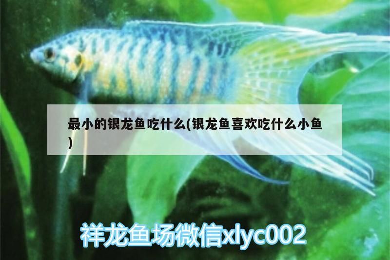 最小的銀龍魚吃什么(銀龍魚喜歡吃什么小魚)