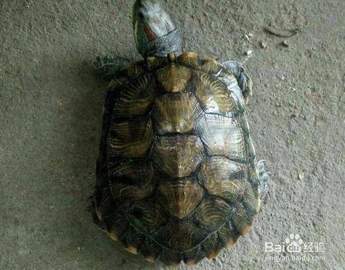豬鼻龜?shù)哪挲g怎么看：如何判斷豬鼻龜年齡多大了