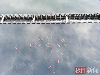 銀龍魚吃不吃蝌蚪(銀龍魚吃不吃蝌蚪卵)