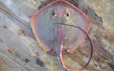魟魚蟄人：[需手動填充]魚有可能蟄人嗎？
