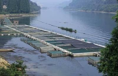 魟魚水質要求高嗎能養嗎：魟魚對水質的要求相對較高但只要滿足這些要求，就能成功飼養魟魚