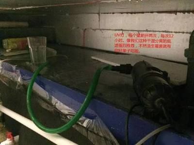 魟魚水質要求高嗎能養嗎：魟魚對水質的要求相對較高但只要滿足這些要求，就能成功飼養魟魚