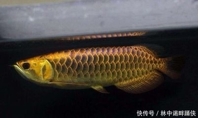 龍魚單養懷孕了