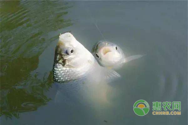 大湖紅龍魚對比印尼紅龍魚哪個貴些（大湖魚紅龍血統怎么樣?）