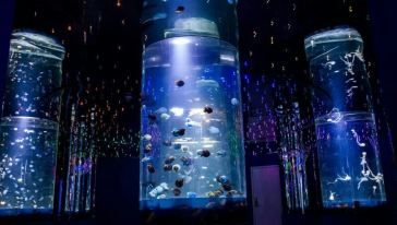水族館店鋪介紹怎么寫（水族館店鋪介紹）