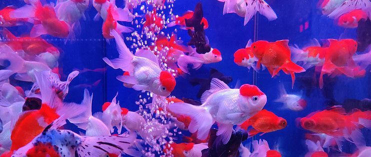 如何預防金老虎魚白點病，如何判斷金老虎魚健康狀況