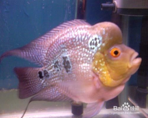 如何預防金老虎魚白點病，如何判斷金老虎魚健康狀況