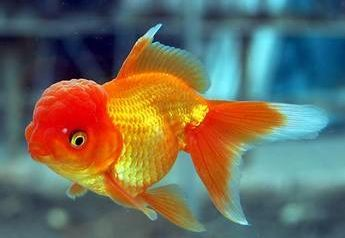如何預防金老虎魚白點病，如何判斷金老虎魚健康狀況