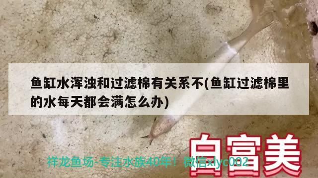 魚缸水渾濁和過濾棉有關系不(魚缸過濾棉里的水每天都會滿怎么辦)