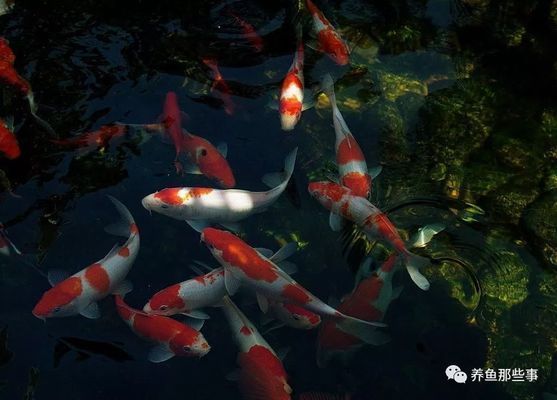虎魚苗疾病預防措施，虎魚苗疾病預防措施是養殖過程中至關重要的一環
