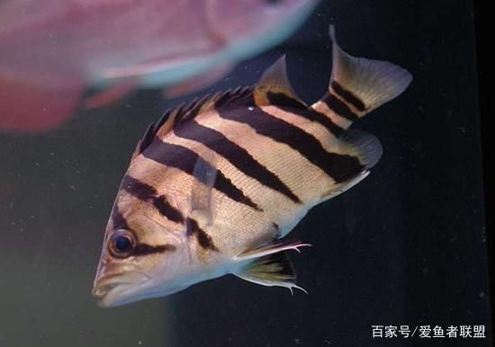 虎魚紋路保護色變化，虎魚的紋路保護色在自然選擇過程中發(fā)揮了重要作用