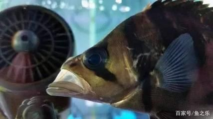 虎魚吃小魚能長的快嗎：虎魚吃小魚能長得快嗎？