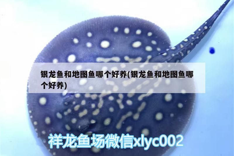 銀龍魚和地圖魚哪個好養(銀龍魚和地圖魚哪個好養)