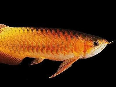印尼紅龍魚產地是哪里的魚：印尼紅龍魚在印尼的具體產地