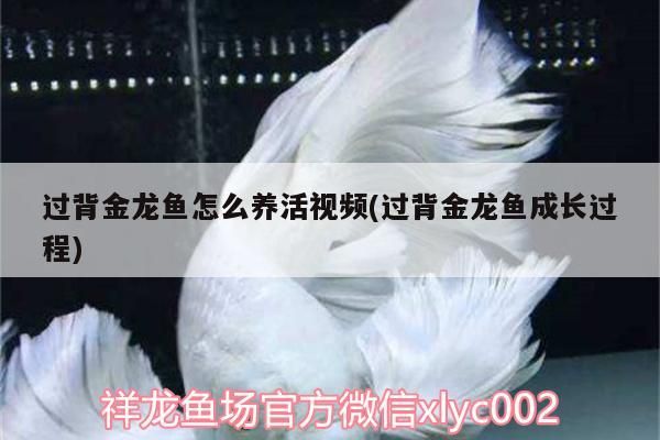 過背金龍魚怎么養活視頻(過背金龍魚成長過程)
