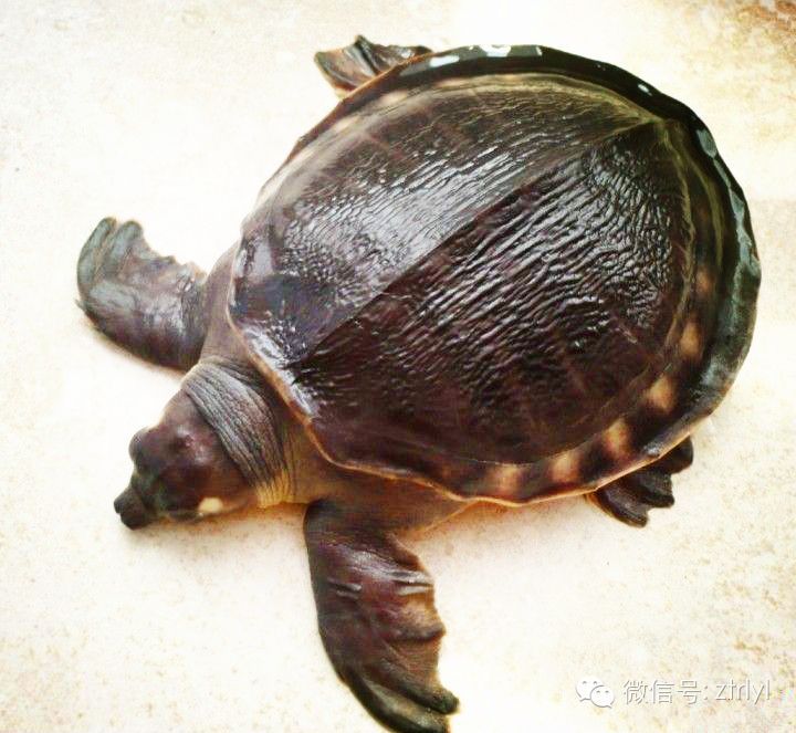 豬鼻龜?shù)乃畃h值在多少合適：(豬鼻龜鼻龜多深的水養(yǎng)最好呢視頻教程
