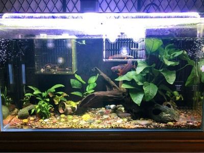 雷龍魚用多大魚缸養好，關于雷龍魚飼養的一些問題