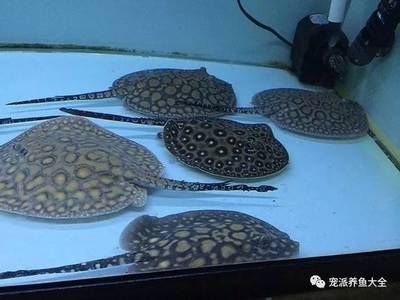 魟魚胎生：[需手動填充]魚是胎生的嗎