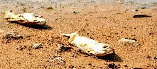 什么紅龍魚最好看又好養(紅龍魚好看還是金龍魚好看)