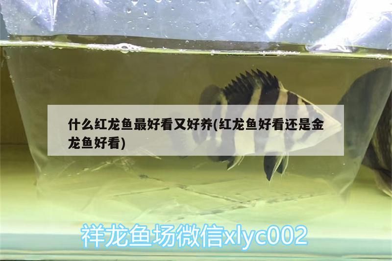 什么紅龍魚最好看又好養(紅龍魚好看還是金龍魚好看)