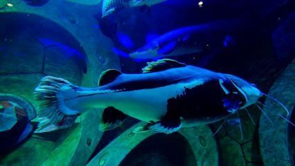 水族館有哪些魚的名字叫什么（水族館中的魚類）