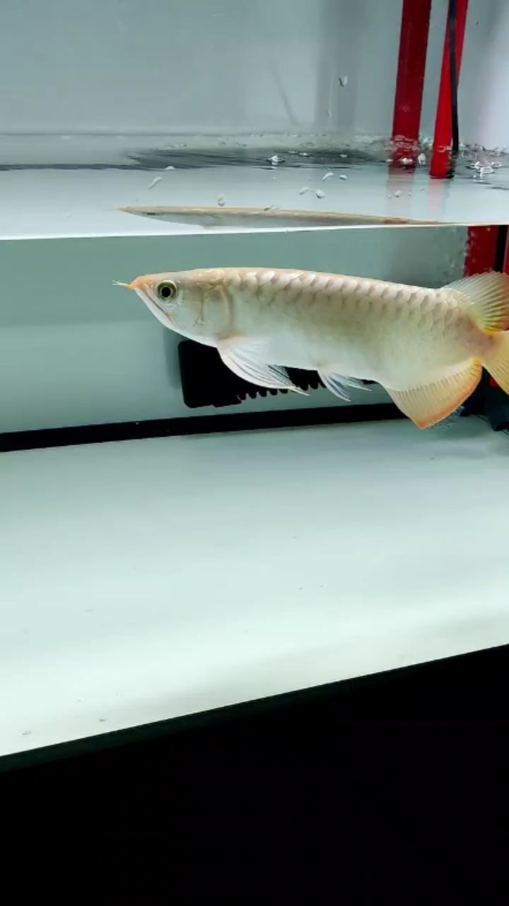 漢霸魚缸售后服務電話地址（漢霸魚缸廠家聯系方式）