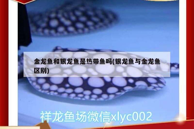 金龍魚和銀龍魚是熱帶魚嗎(銀龍魚與金龍魚區別)
