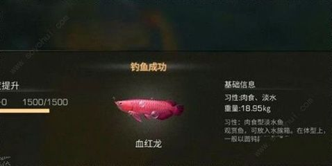 明日之后血紅龍魚用什么魚餌：明日之后矛斯沼澤釣魚攻略血紅龍魚最佳釣點推薦