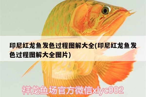 印尼紅龍魚發色過程圖解大全(印尼紅龍魚發色過程圖解大全圖片)