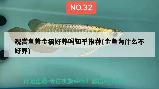 觀賞魚黃金貓好養(yǎng)嗎知乎推薦(金魚為什么不好養(yǎng))