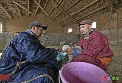 魟魚需要沖浪泵嗎：[需手動填充]魚是否需要沖浪泵？