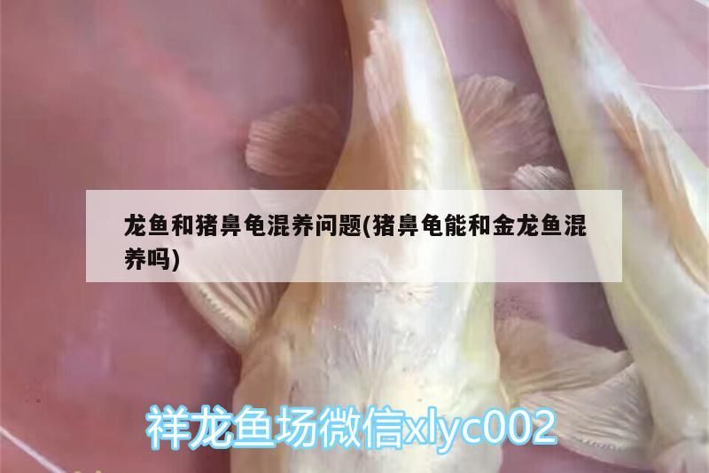 龍魚和豬鼻龜混養問題(豬鼻龜能和金龍魚混養嗎)