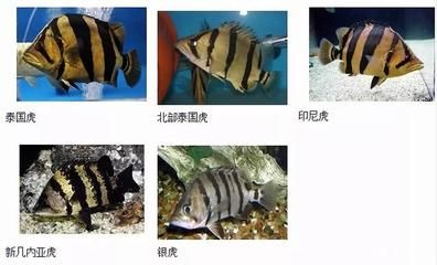印尼虎魚苗水質管理技巧，印尼虎魚苗的飼養需要注意以下幾個方面,水質清潔和穩定