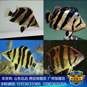 印尼虎魚苗水質管理技巧，印尼虎魚苗的飼養需要注意以下幾個方面,水質清潔和穩定