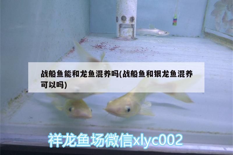 戰船魚能和龍魚混養嗎(戰船魚和銀龍魚混養可以嗎)