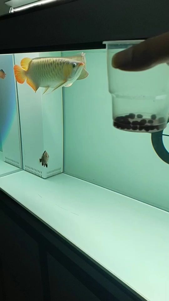 銀龍魚眼睛有白點(diǎn)怎么個(gè)回事的簡單介紹