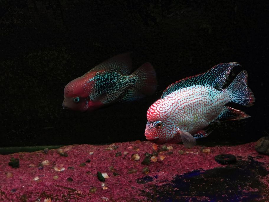 泰安魚缸定制電話號碼多少錢（ 泰安什么地方定做魚缸）