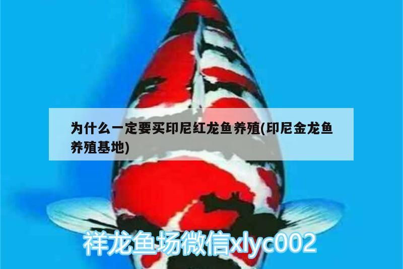 為什么一定要買印尼紅龍魚養殖(印尼金龍魚養殖基地)