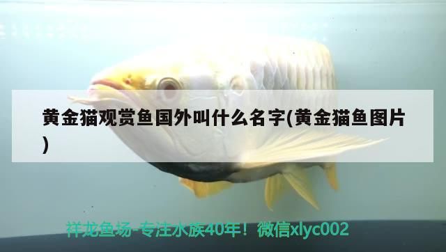 黃金貓觀賞魚國外叫什么名字(黃金貓魚圖片)