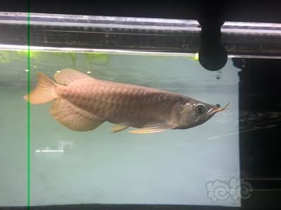 大湖紅龍跟印尼紅龍區別：大湖紅龍和印尼紅龍有什么區別？
