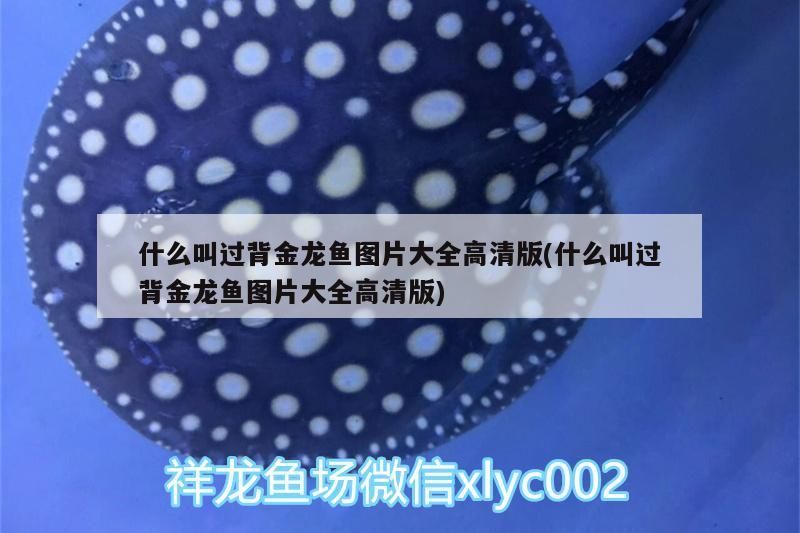 什么叫過背金龍魚圖片大全高清版(什么叫過背金龍魚圖片大全高清版)