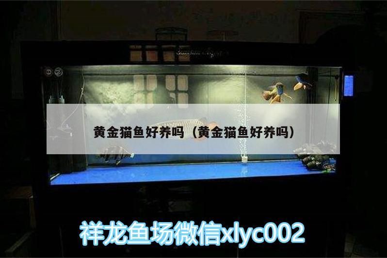 黃金貓魚好養嗎（黃金貓魚好養嗎）