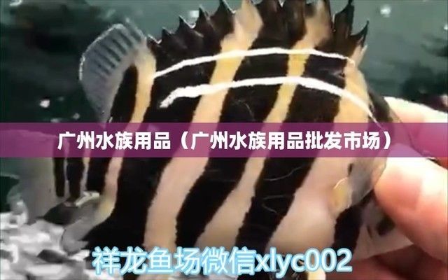 水族館批發(fā)市場（南寧水族批發(fā)市場） 水族館批發(fā)市場（南寧水族批發(fā)市場） 水族館百科（水族館加盟） 第5張
