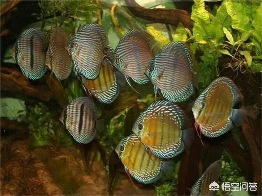 魚缸 不換水，如何自制魚缸過濾系統(tǒng)
