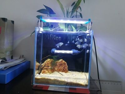 魚缸 不換水，如何自制魚缸過濾系統(tǒng)