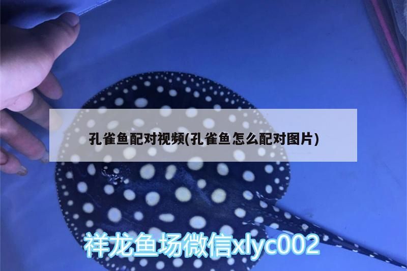 孔雀魚配對視頻(孔雀魚怎么配對圖片)