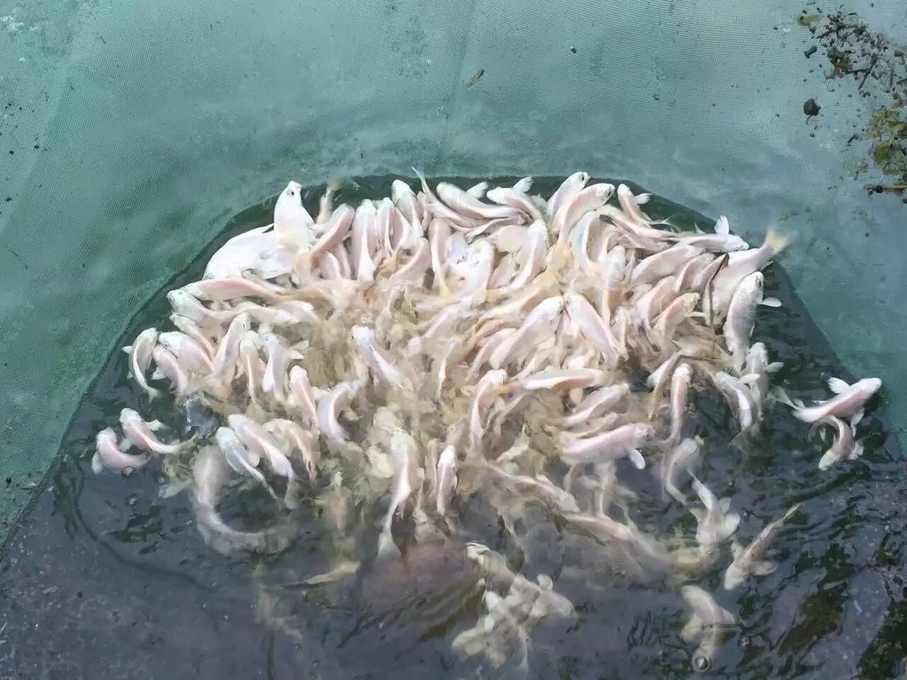 魟魚一定養一對嗎為什么會死：魟魚一定要養一對嗎為什么會死